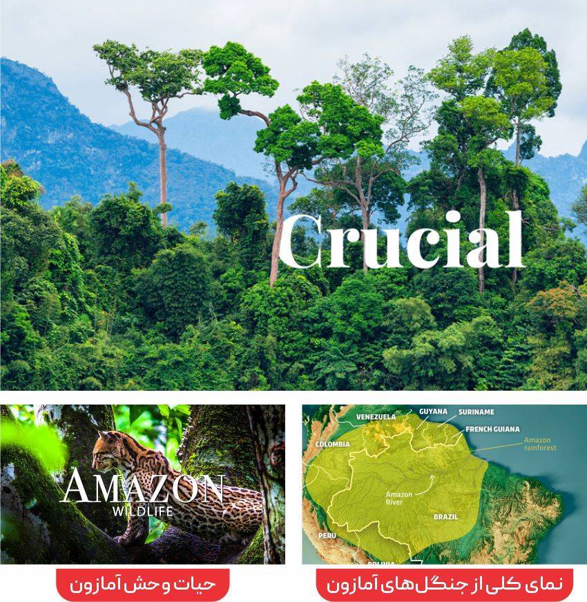 نمای از جنگل آمازون و نقشه هوایی جنگل آمازون و حیات وحش آمازون
